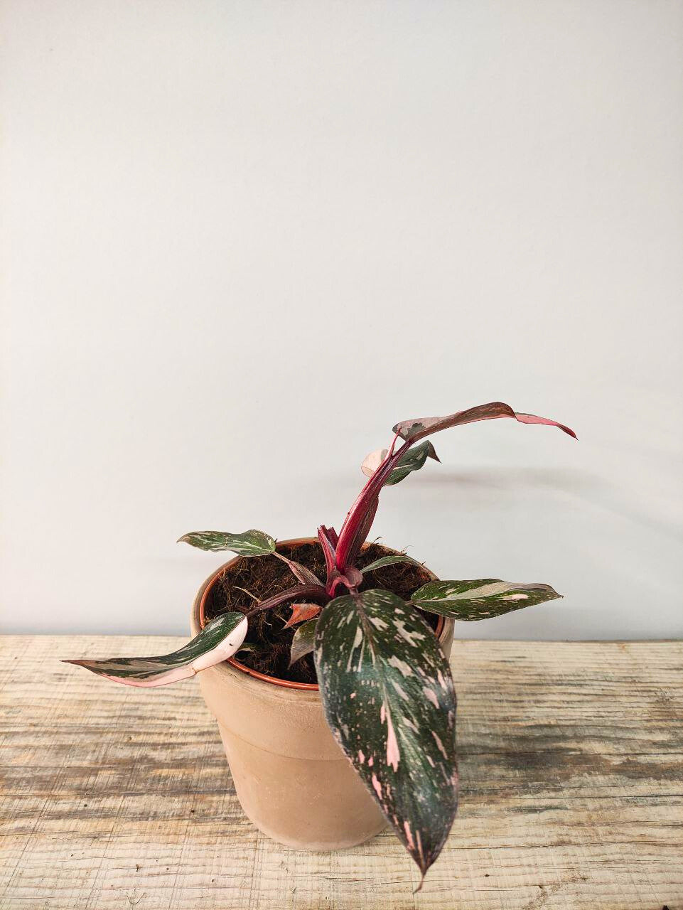 Philodendron Pink Princess – Variegatura rosa regale