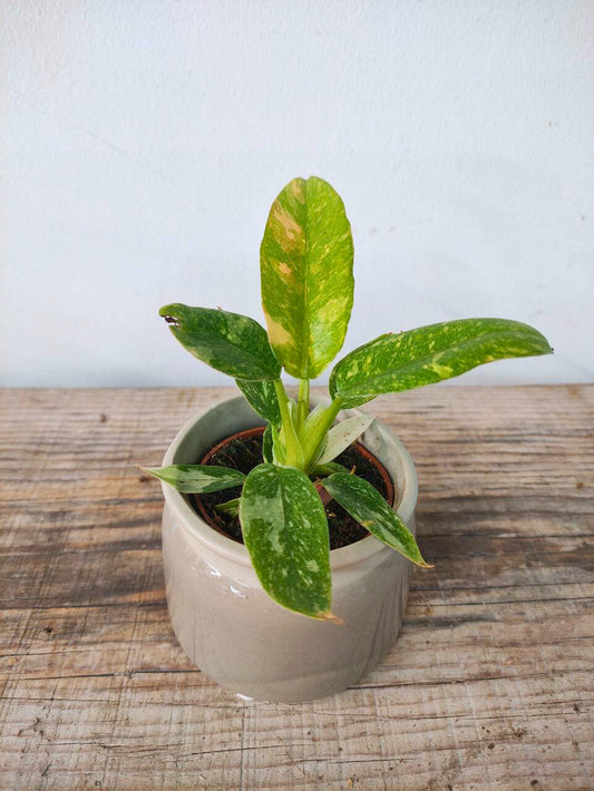 Philodendron Ring of Fire – Variegatura unica e spettacolare