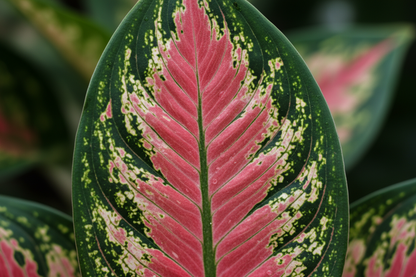 Baby Aglaonema Red Valentine macro leave