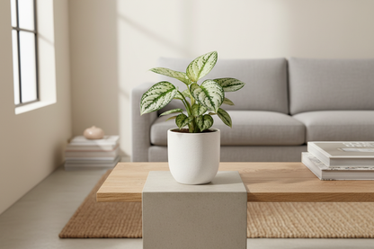 Baby Aglaonema Snow Flake in casa