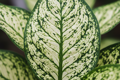 Baby Aglaonema Snow Flake macro leave