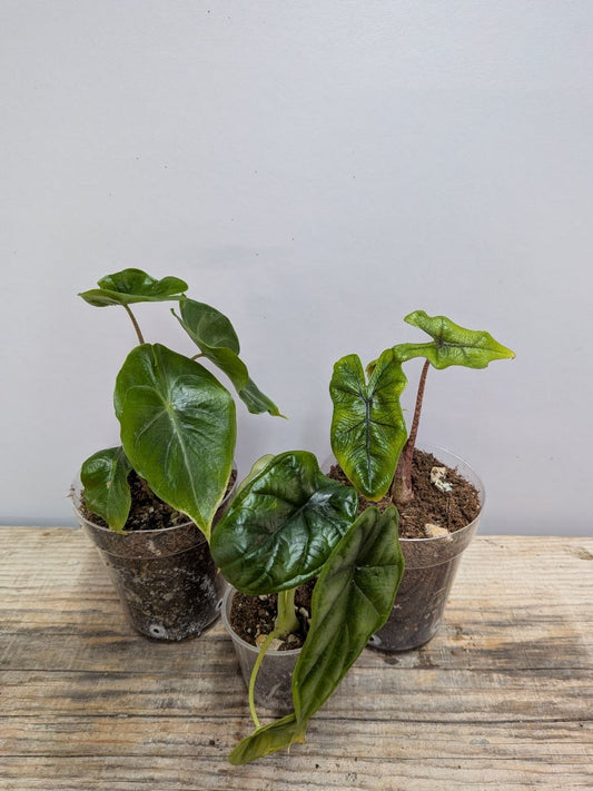 Pacchetto Baby Alocasie - 3 Piantine da Recupero