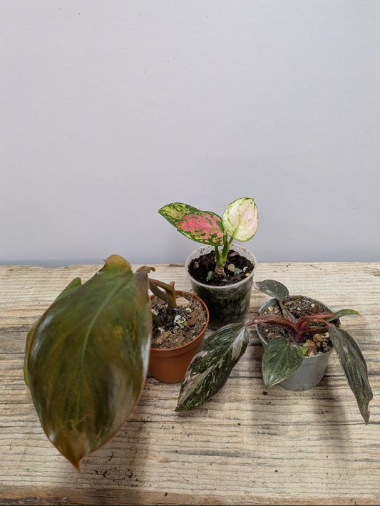 Pacchetto Baby Misto Araceae - 3 Piantine da Recupero