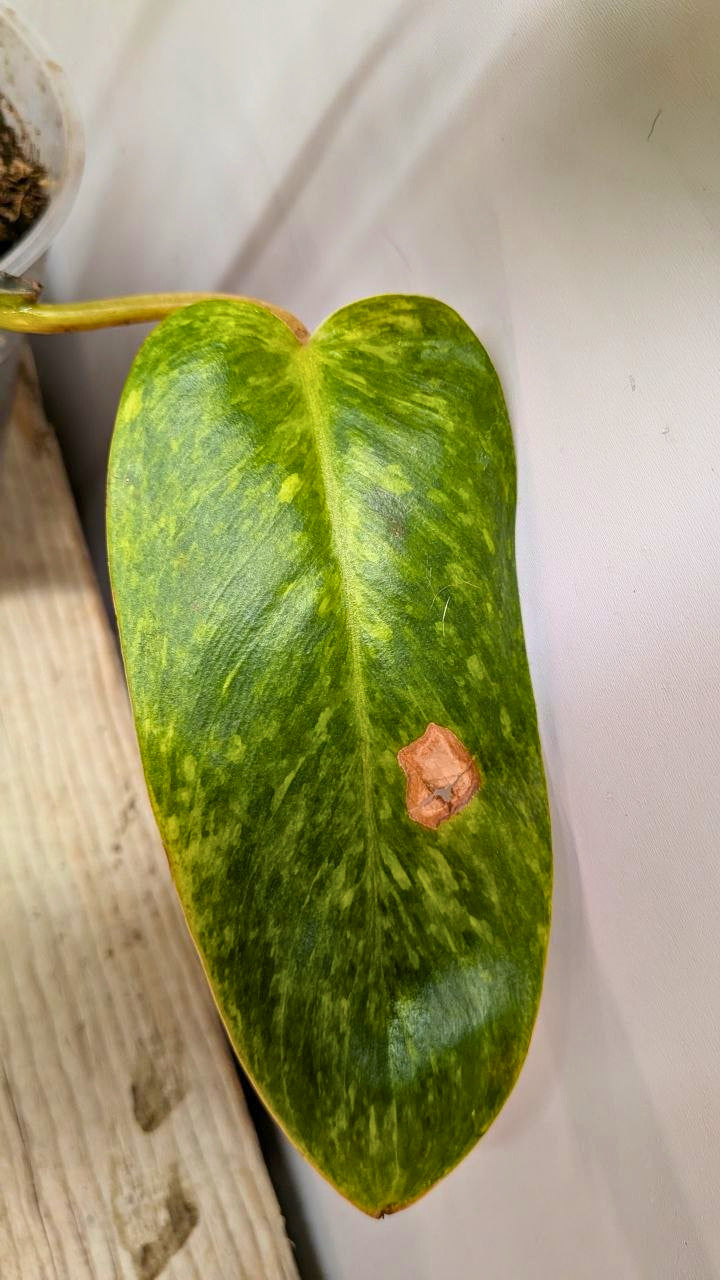 Philodendron Orange Marmalade 2- Adozione Speciale