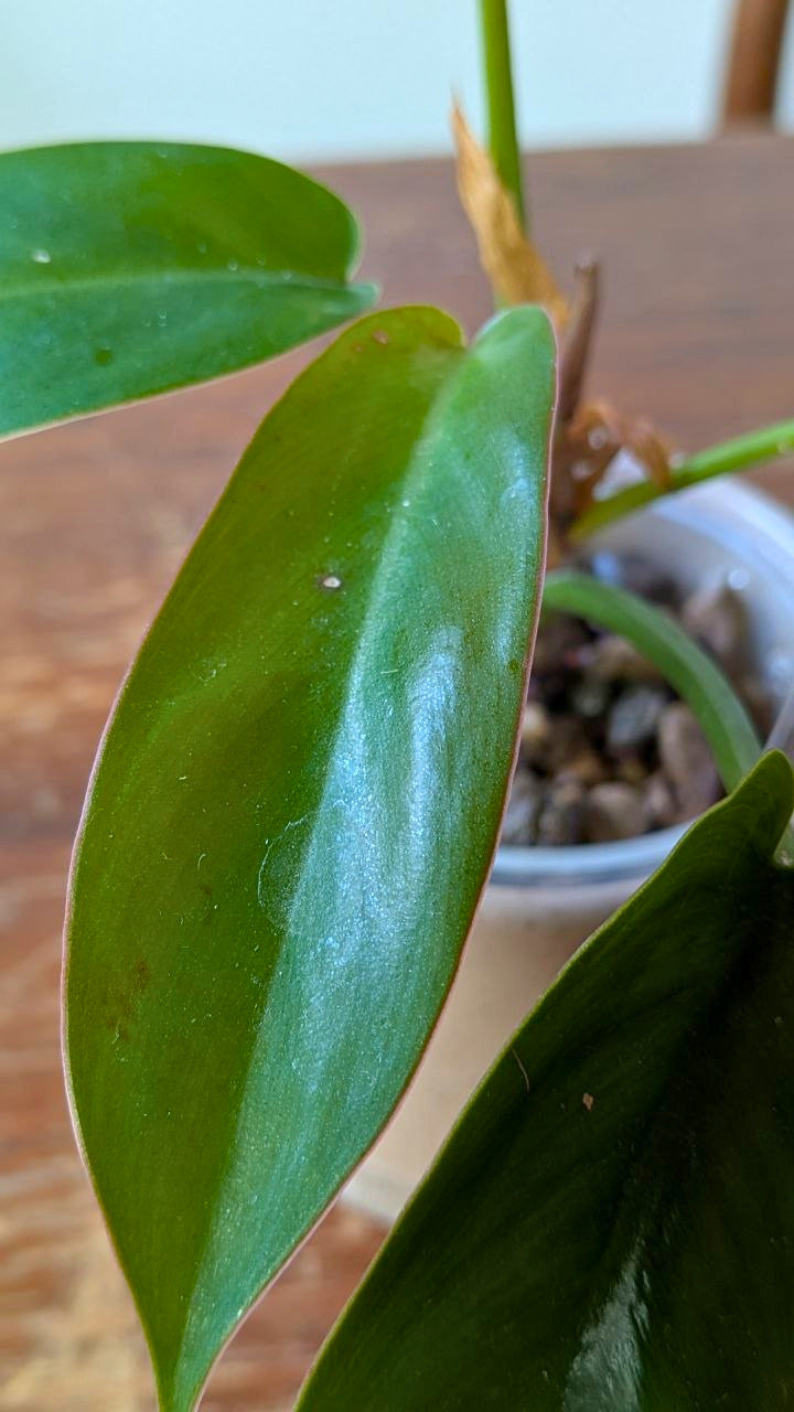 Philodendron ‘Florida Bronze’ | Pianta adattata all'idrocoltura