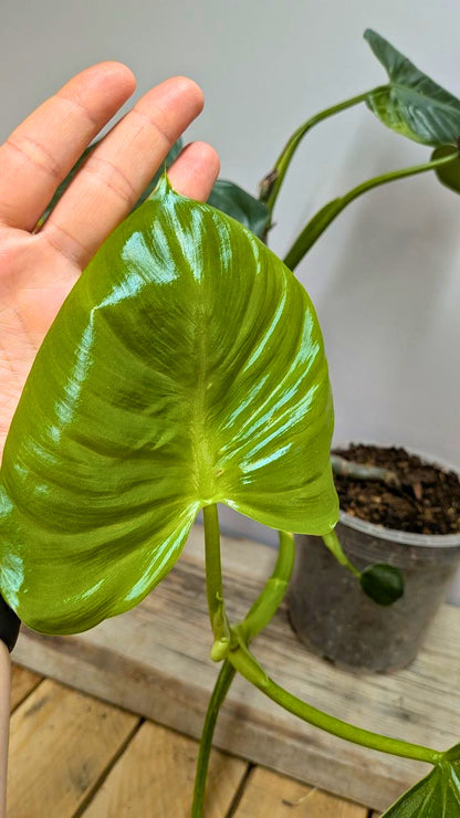 Philodendron cf Rugosum 1 - Adozione Speciale
