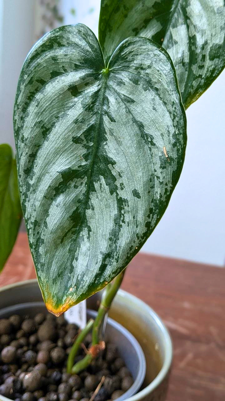 Philodendron brandtianum | Pianta adattata all'idrocoltura