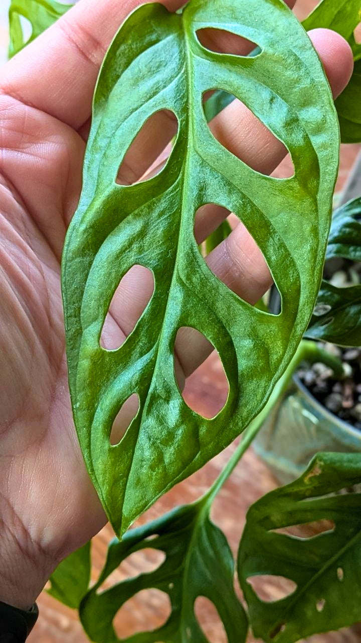 Monstera adansonii ‘Mint’ | Pianta adattata all'idrocoltura