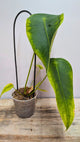 Anthurium Peltigerum - Adozione Speciale