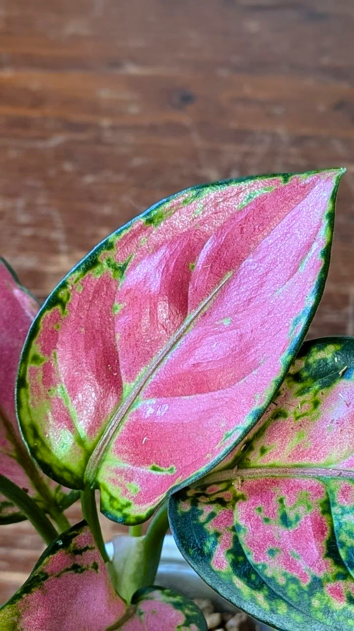 Aglaonema ‘Lucky Red’ | Idrocoltura – Esemplare 02