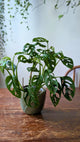 Monstera adansonii ‘Mint’ | Pianta adattata all'idrocoltura