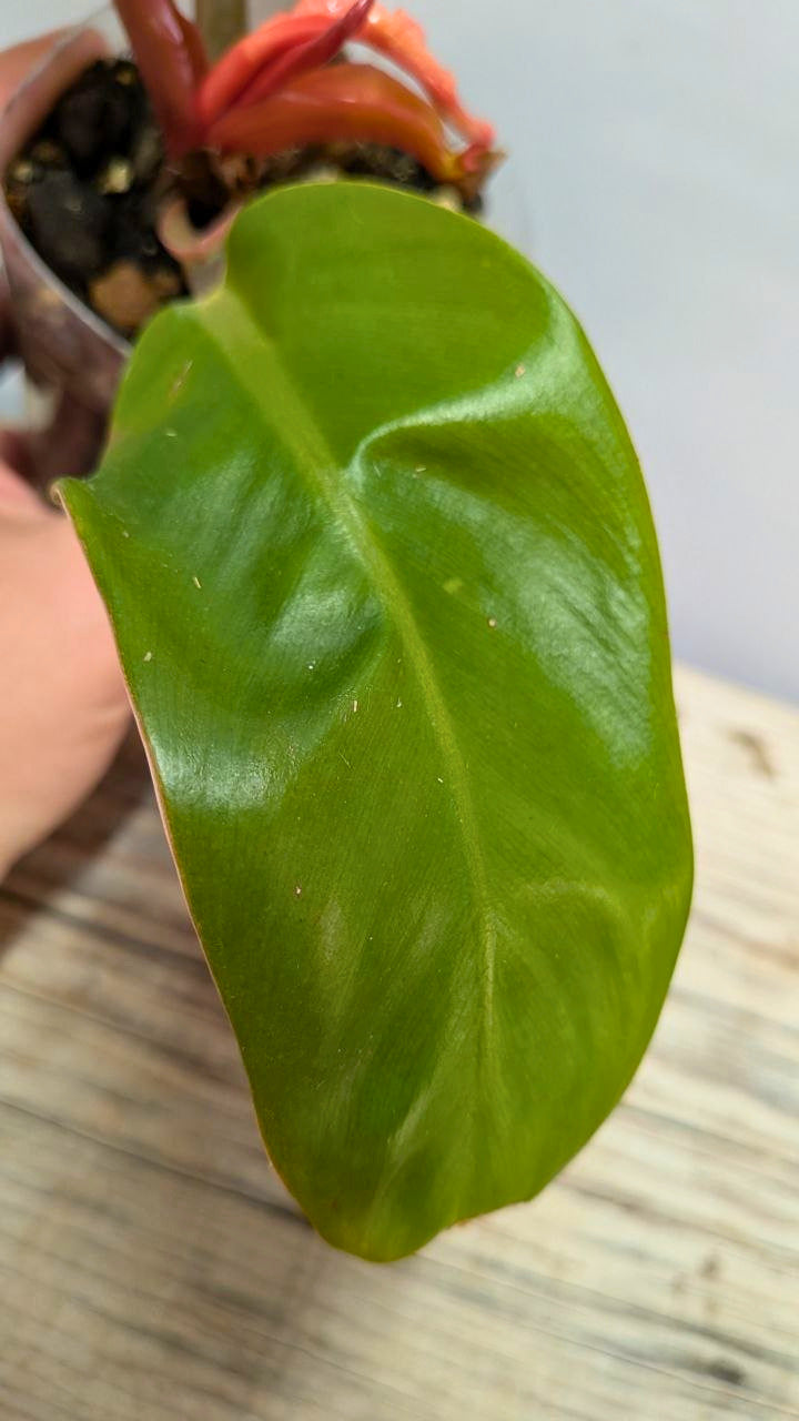 Philodendron Prince of Orange 3 - Adozione Speciale