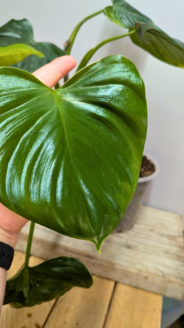 Philodendron cf Rugosum 1 - Adozione Speciale