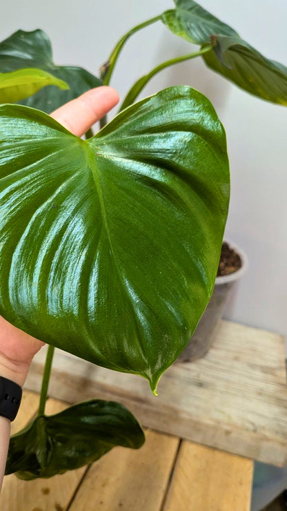Philodendron cf Rugosum 1 - Adozione Speciale