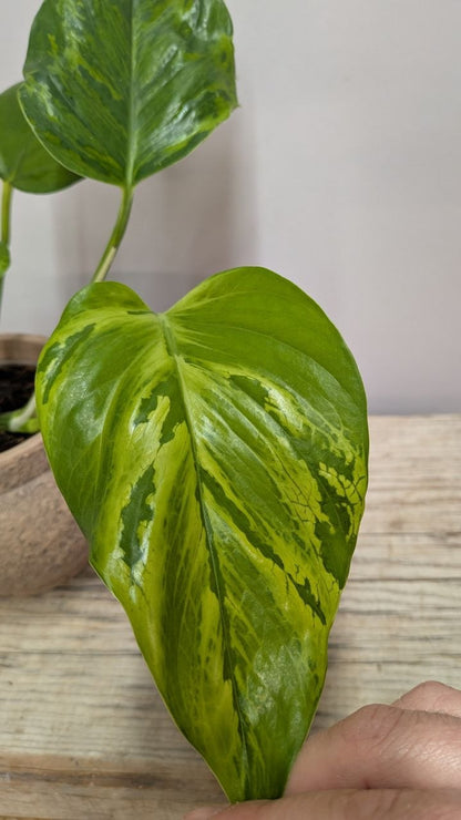 Epipremnum Jungle Star