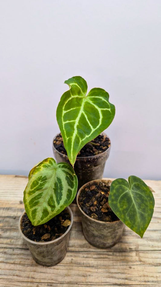 Pacchetto Baby Anthurium 2- Piante da Recupero