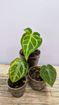 Pacchetto Baby Anthurium 2- Piante da Recupero