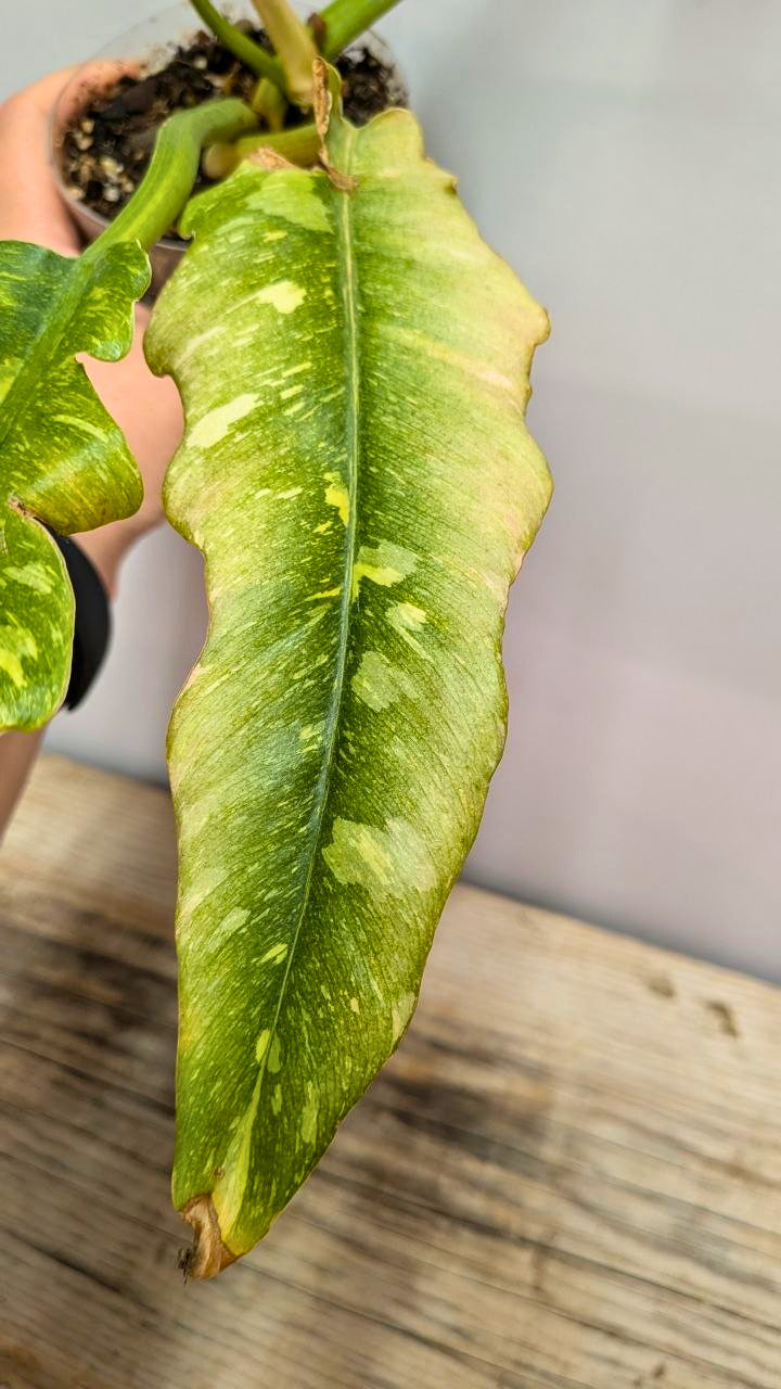 Philodendron Ring of Fire 2 - Adozione Speciale