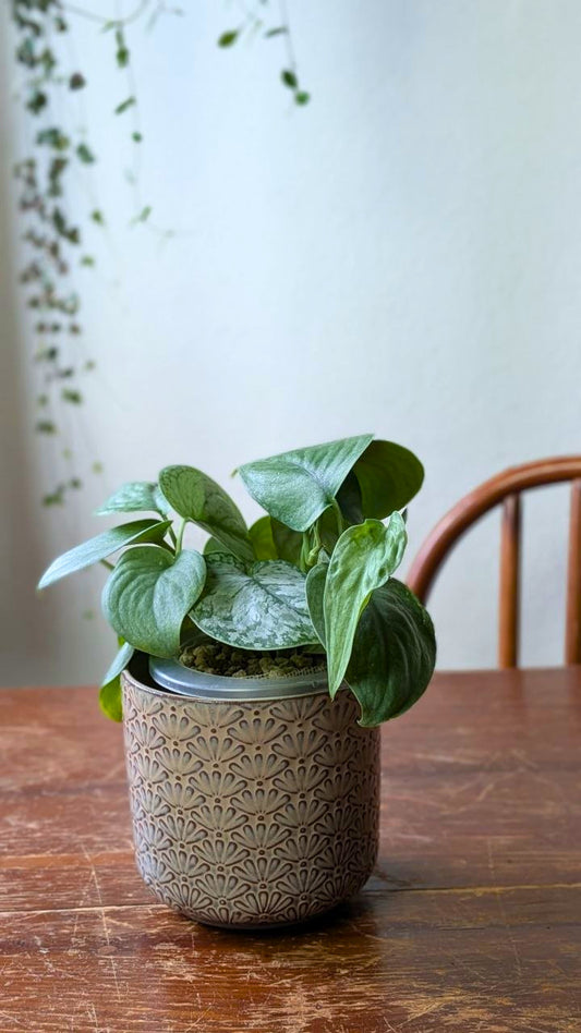 Scindapsus ‘Silver Hero’ × ‘Silver Lady’ | Mix adattato all'idrocoltura