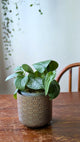 Scindapsus ‘Silver Hero’ × ‘Silver Lady’ | Mix adattato all'idrocoltura