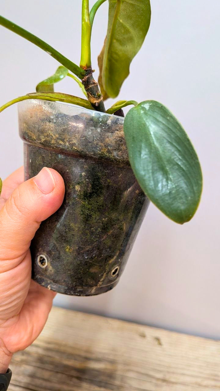 Philodendron Spiritus Sancti 1 - Adozione Speciale
