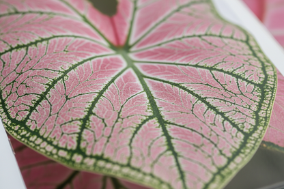 Caladium Casey S macro