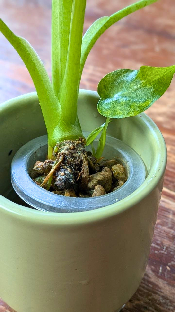 Alocasia odora Variegata | Pianta adattata all'idrocoltura