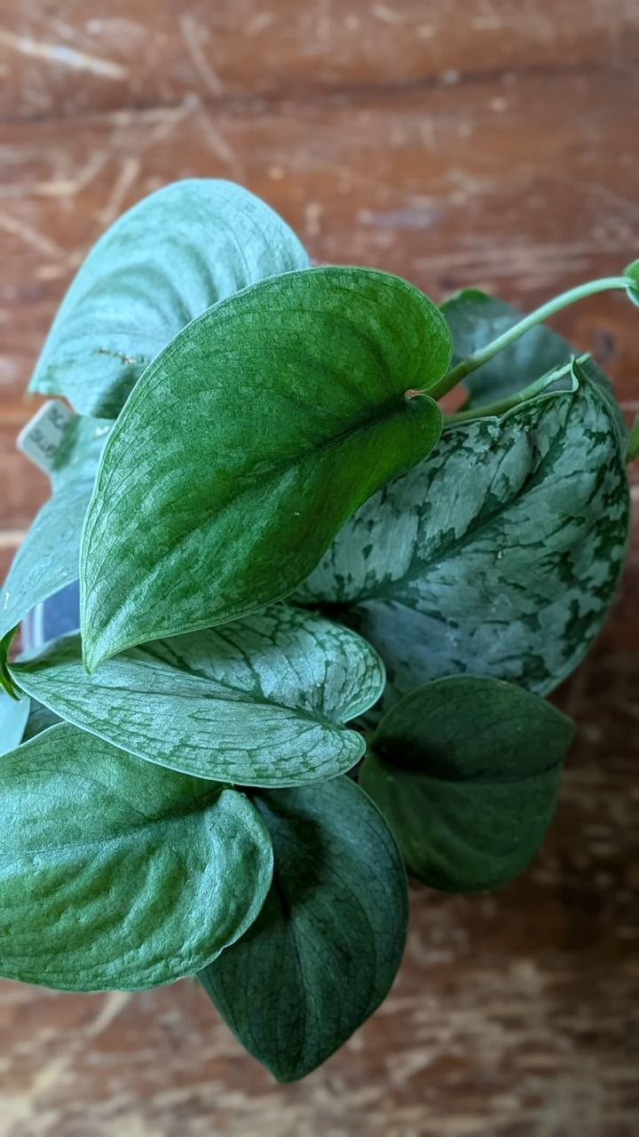 Scindapsus ‘Silver Hero’ × ‘Silver Lady’ | Mix adattato all'idrocoltura