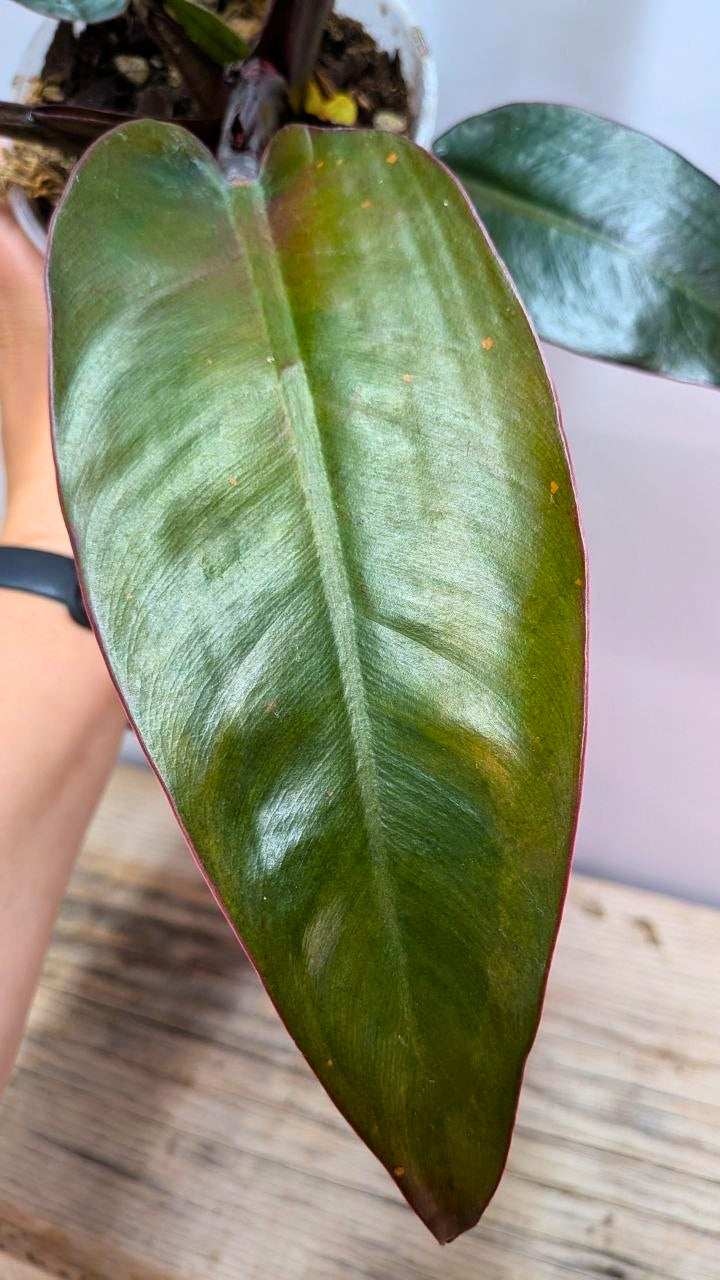 Philodendron Red Cherry 2 - Adozione Speciale