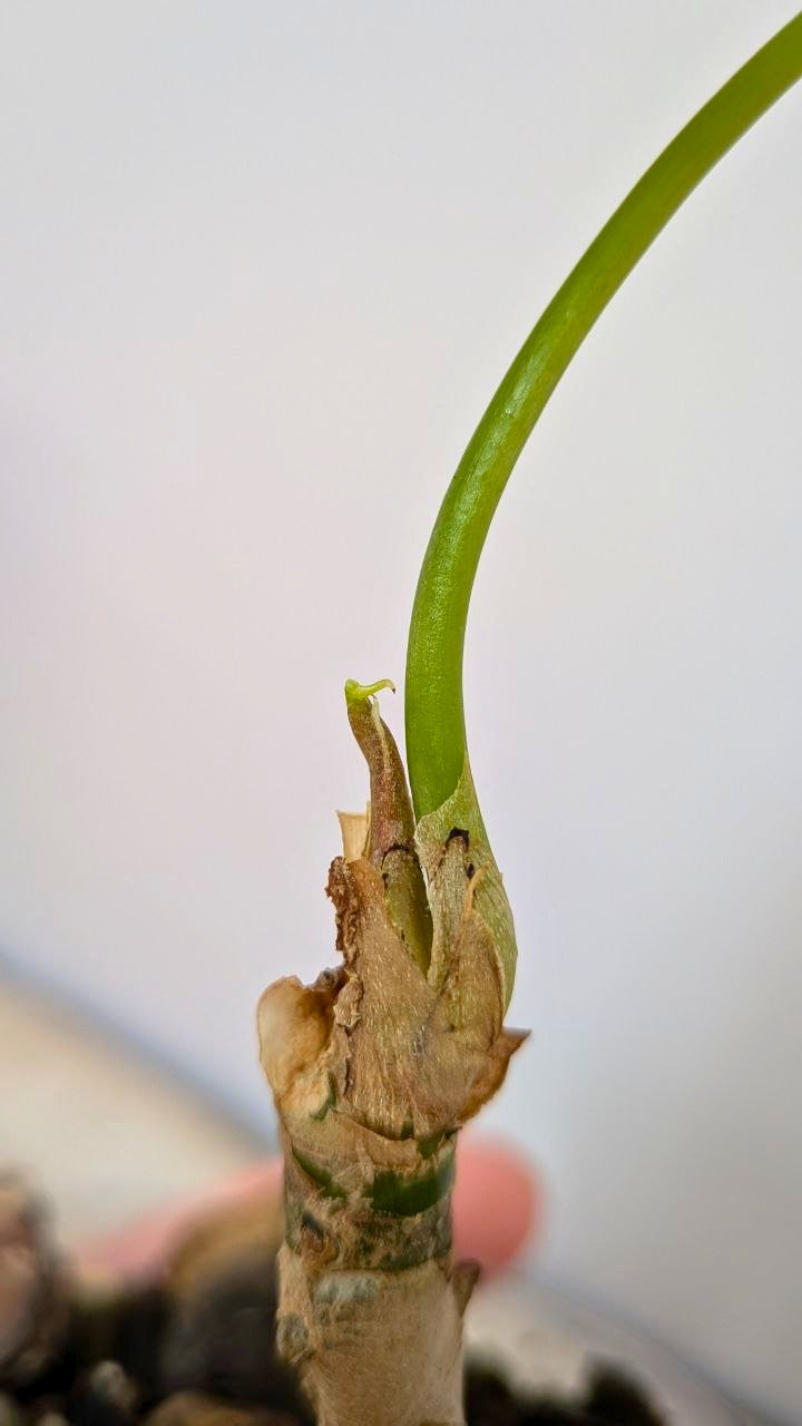 Pacchetto Baby Anthurium 1- Piante da Recupero