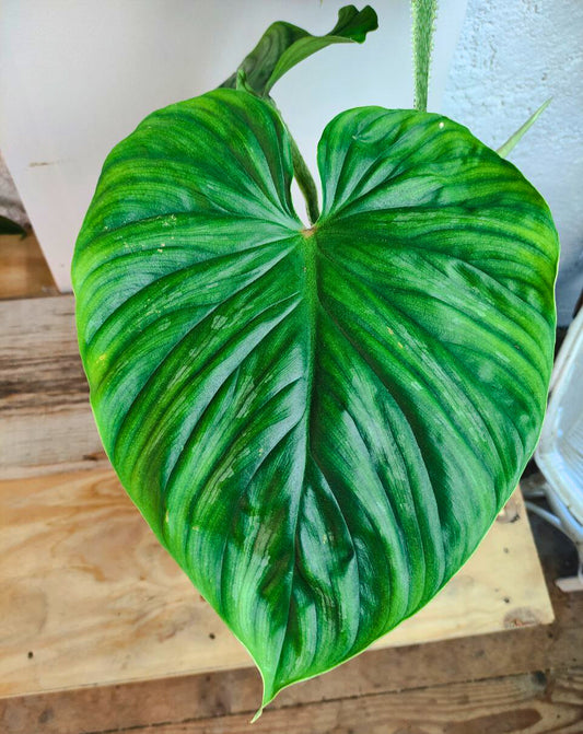 Philodendron Plowmanii – Foglie scolpite e crescita orizzontale