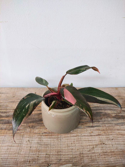 Philodendron Pink Princess – Variegatura rosa regale