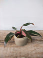 Philodendron Pink Princess – Variegatura rosa regale