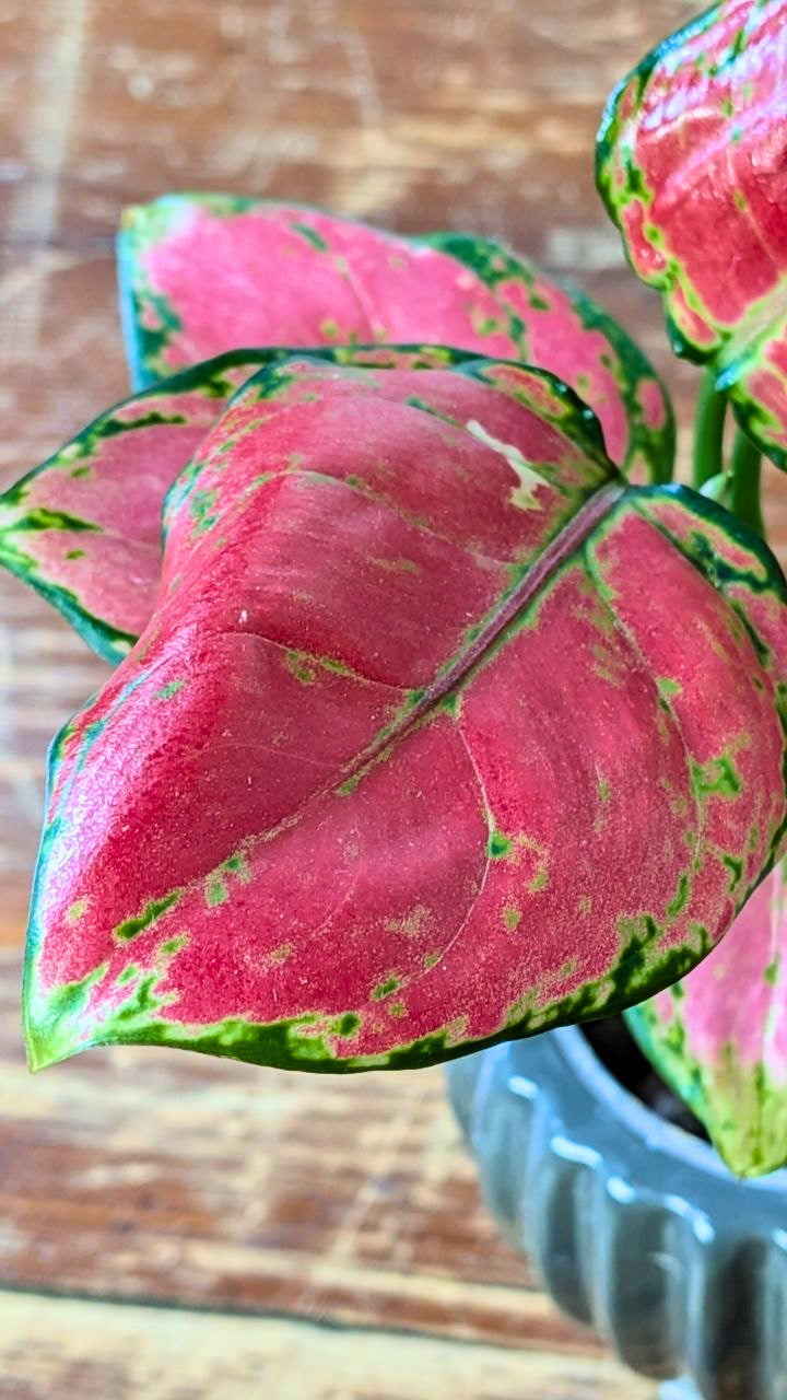 Aglaonema ‘Lucky Red’ | Pianta adattata all'idrocoltura