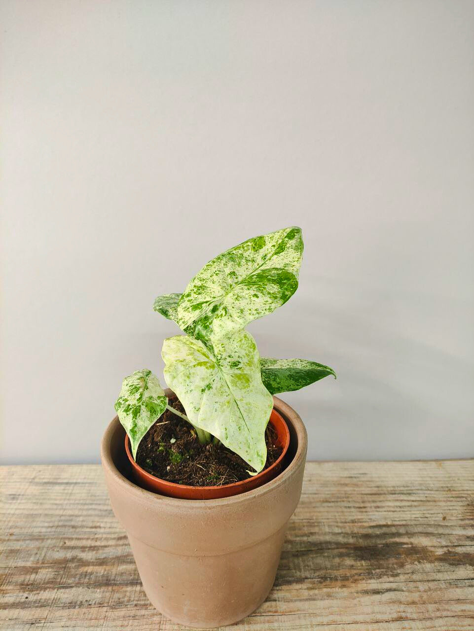 Alocasia Macrorrhizos Splash – Foglie variegate a macchie