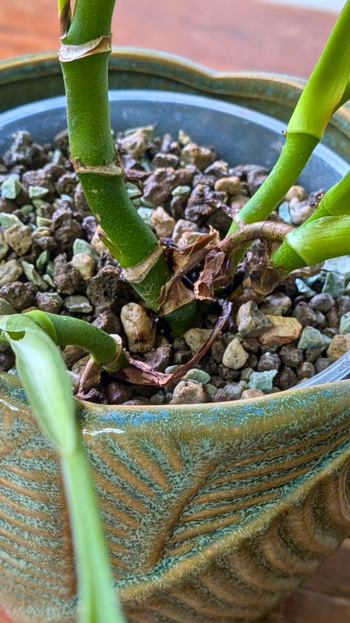 Monstera adansonii ‘Mint’ | Pianta adattata all'idrocoltura