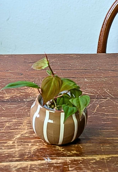 Philodendron micans | Pianta adattata all'idrocoltura