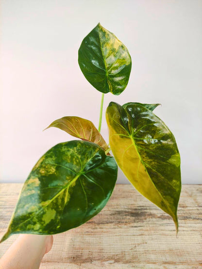Alocasia Wendtii Variegata – Foglie esotiche dalle sfumature uniche