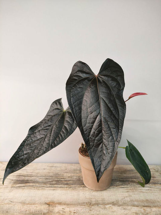Anthurium Queen of Heart: Foglie a Cuore Rosse per un Tocco di Eleganza Unica