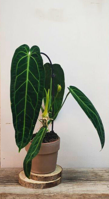 Anthurium Warocqueanum – La regina delle Araceae