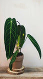 Anthurium Warocqueanum – La regina delle Araceae