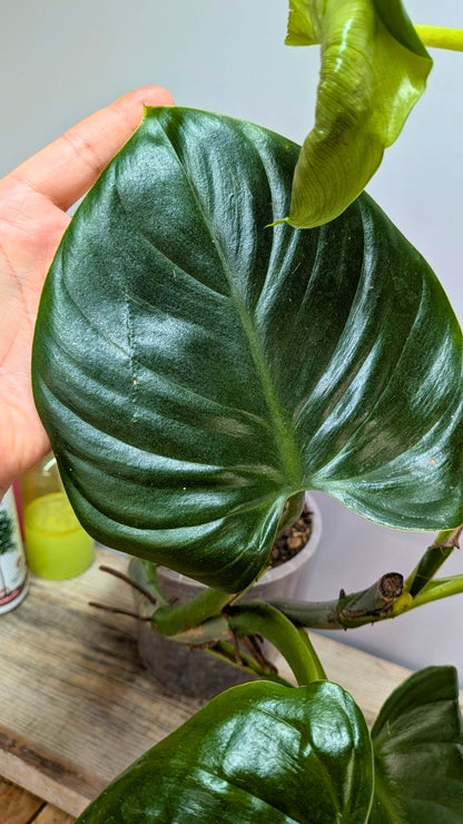 Philodendron cf Rugosum 2 - Adozione Speciale