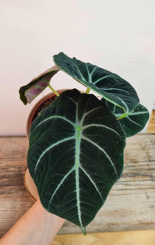 Alocasia Black Velvet – Eleganza tropicale in formato compatto
