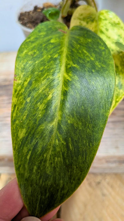 Philodendron Orange Marmalade 2- Adozione Speciale
