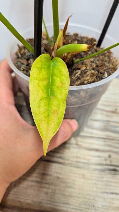 Anthurium Peltigerum - Adozione Speciale