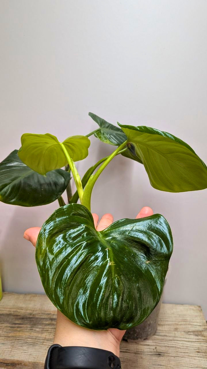 Philodendron cf Rugosum 1 - Adozione Speciale