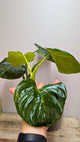 Philodendron cf Rugosum 1 - Adozione Speciale