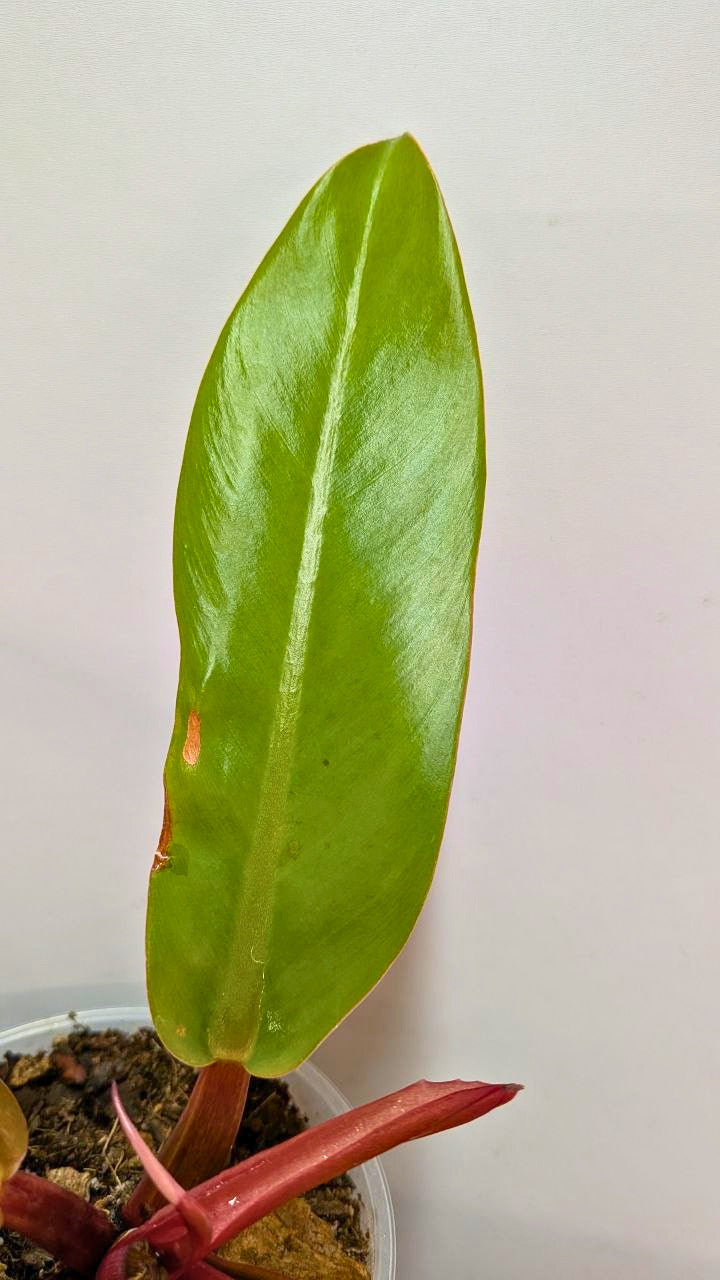 Philodendron Prince of Orange 1 - Adozione Speciale