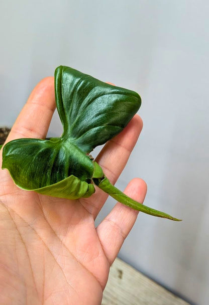 Philodendron cf Rugosum 2 - Adozione Speciale