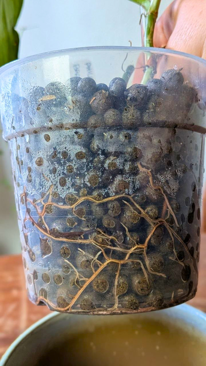 Philodendron brandtianum | Pianta adattata all'idrocoltura
